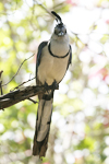 White-throated Magpie-Jay    Calocitta formosa